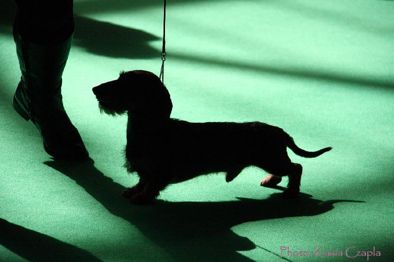 Crufts2011_2 850.jpg